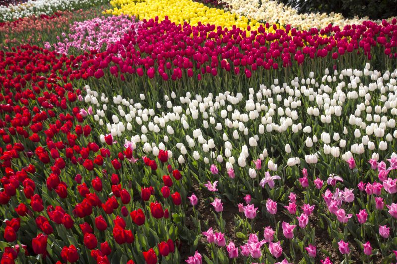Van Lieshout Dier & Tuin