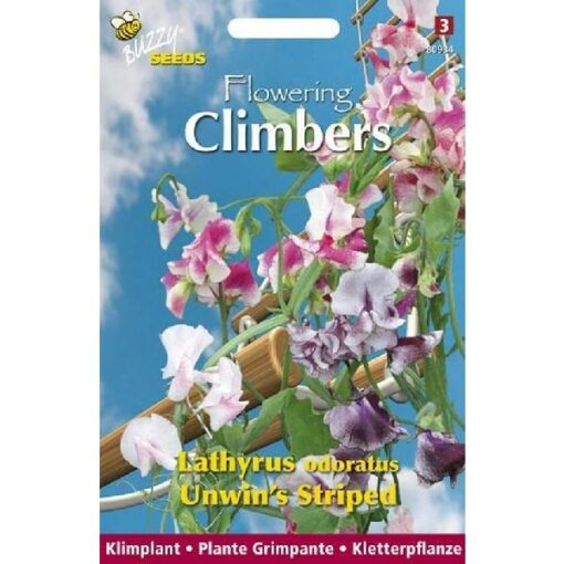 BUZZY® FLOWERING CLIMBERS LATHYRUS UNWIN'S STRIPED