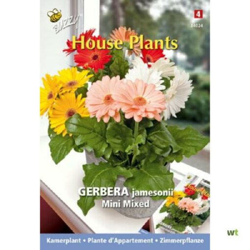 BUZZY® HOUSE PLANTS GERBERA MINI GEMENGD