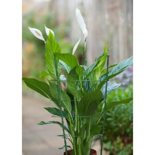 PLANTENSTEUN 3 RING 18-22CM H60X7MM 6040340