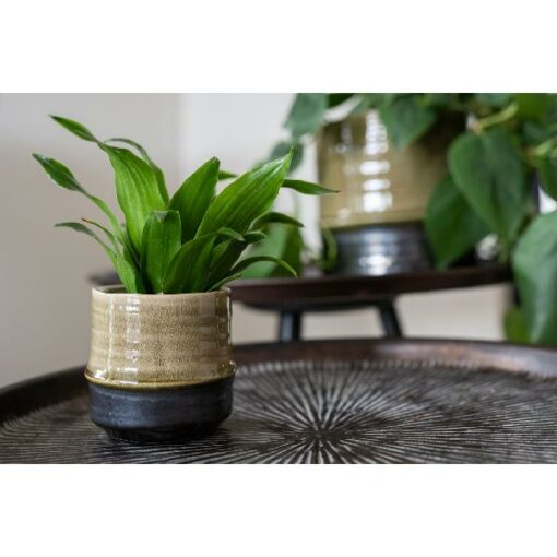 Pot Marlijn thyme D17-H16