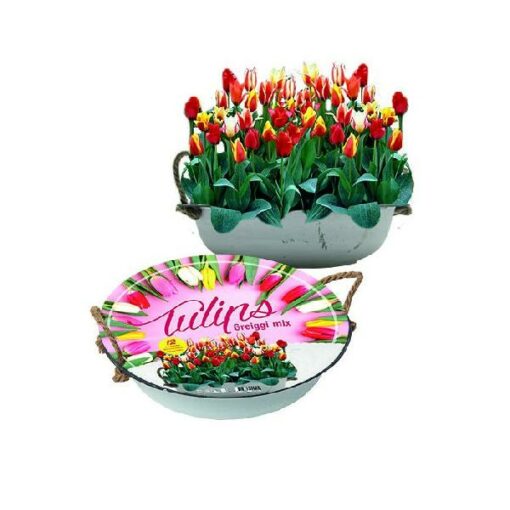 Tulpen Greigii Mix in Teil