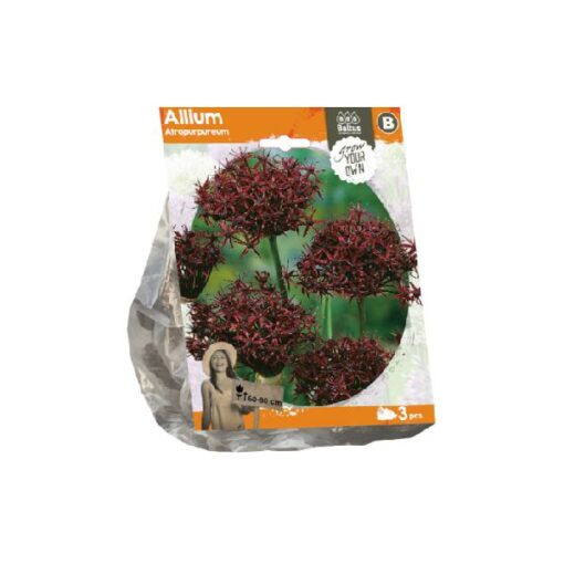 Allium Atropurpureum (Sp) per 3
