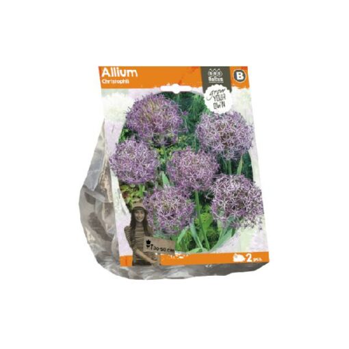 Allium Christophii (Sp) per 2