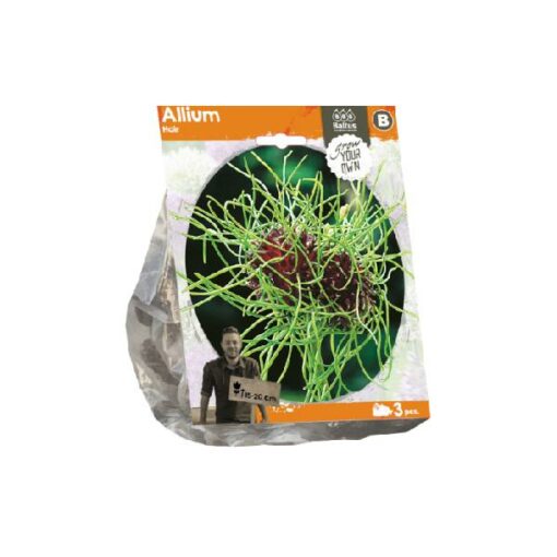 Allium Hair (Sp) per 3