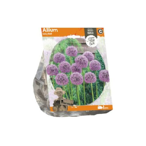 Allium Lucy Ball (Sp) per 1