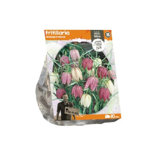 Fritillaria Meleagris Mixed (Sp) per 10