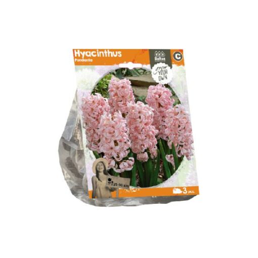 Hyacinthus Fondante (Sp) per 3