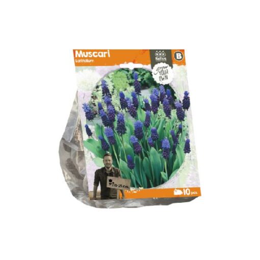 Muscari Latifolium (Sp) per 10