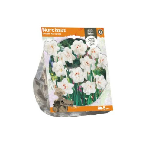 Narcissus Double Acropolis (Sp) per 5