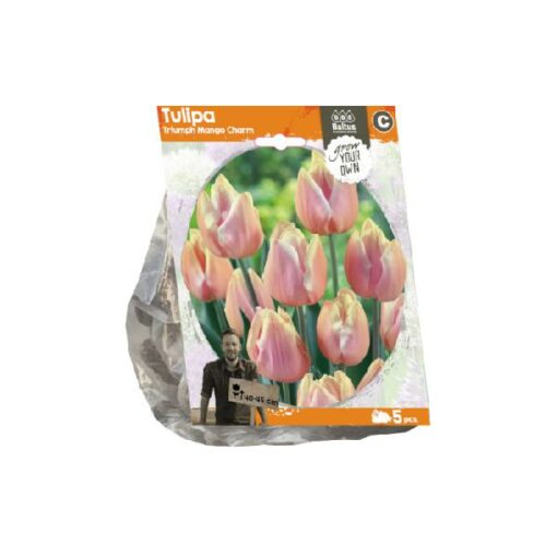 Tulipa Triumph Mango Charm (Sp) per 5