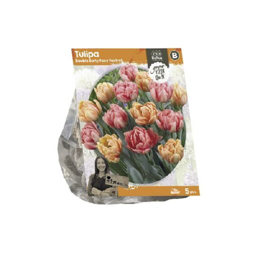 Tulipa Double Early Foxy Foxtrot (SP) per 5