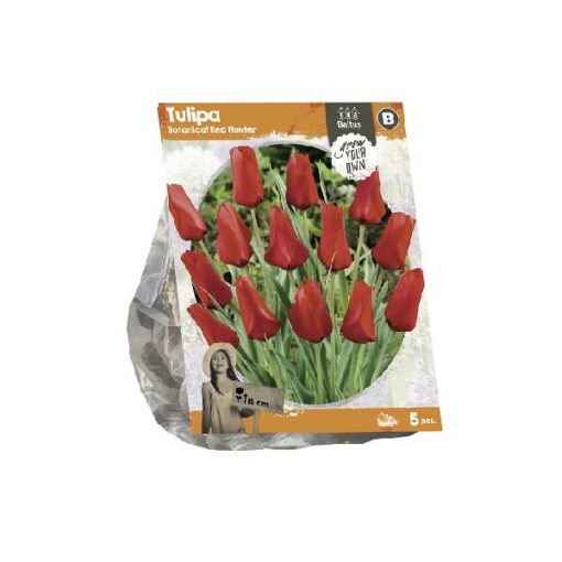 Tulipa Botanical Red Hunter (SP) per 5