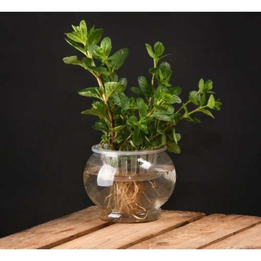 Hydrocultuur pot M