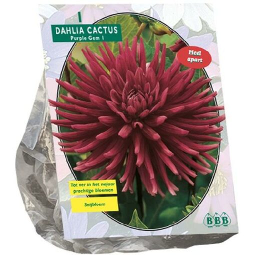 Dahlia cactus Purple Gem 1