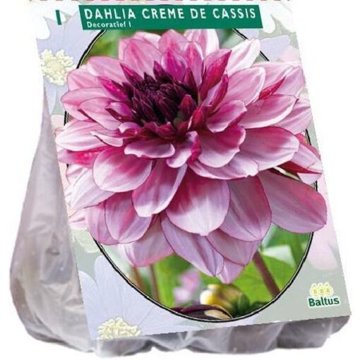 DAHLIA DECORATIEF CREME DE CASSIS PER 1
