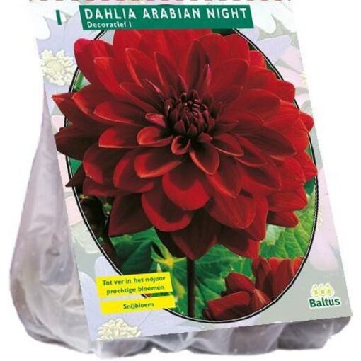 DAHLIA DECORATIEF ARABIAN NIGHT PER 1