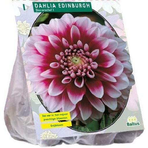 DAHLIA DECORATIEF EDINBURGH PER 1