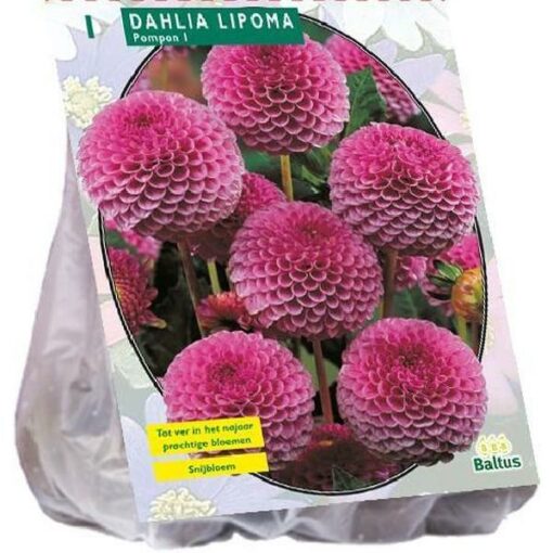 DAHLIA POMPON LIPOMA PER 1