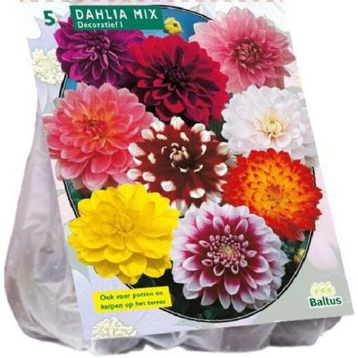 DAHLIA DECORATIEF MIXED PER 3