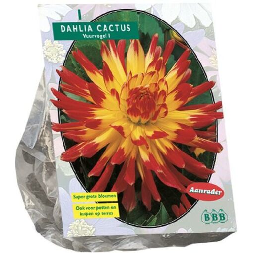 DAHLIA CACTUS VUURVOGEL PER 1