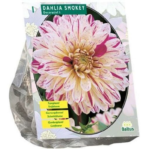 DAHLIA SMOKEY PER 1
