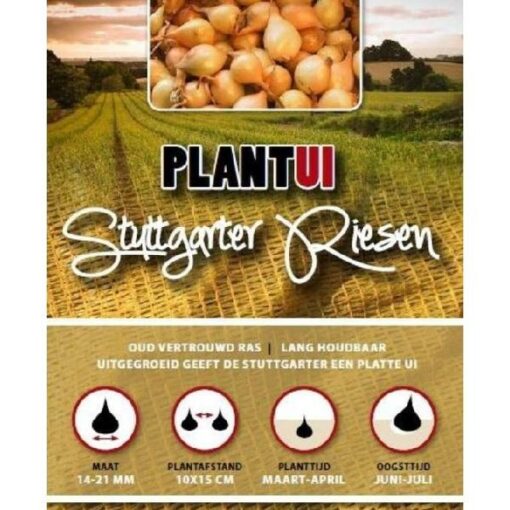PLANTUIEN STUTTGARTER RIESEN 100G