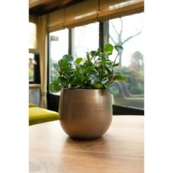 Pot Esra champagne D22H20