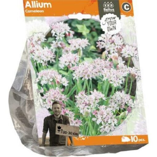 Allium Cameleon per 10