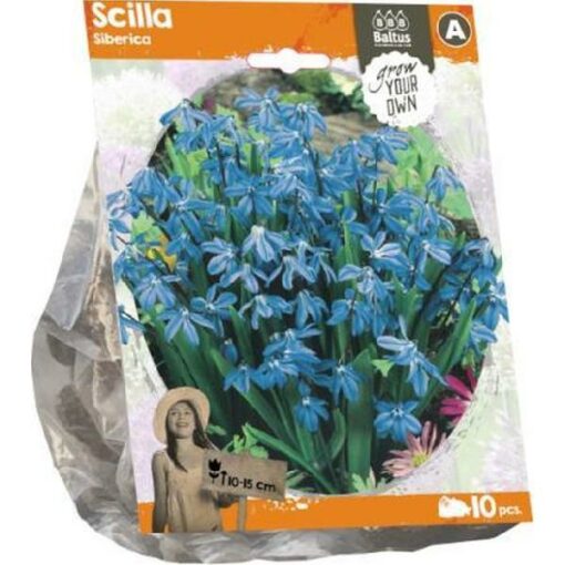 Scilla Siberica (Sp) per 10