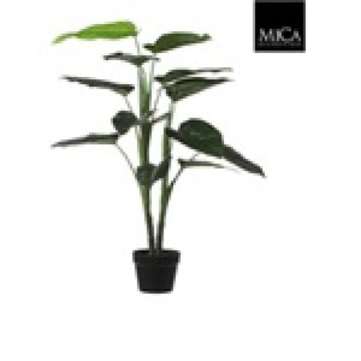 Philodendron in pot groen