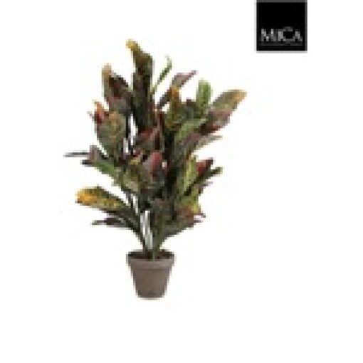 Croton groen in pot Stan grijs D15,5cm-H73xd40cm