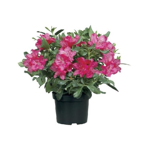 Rhododendron