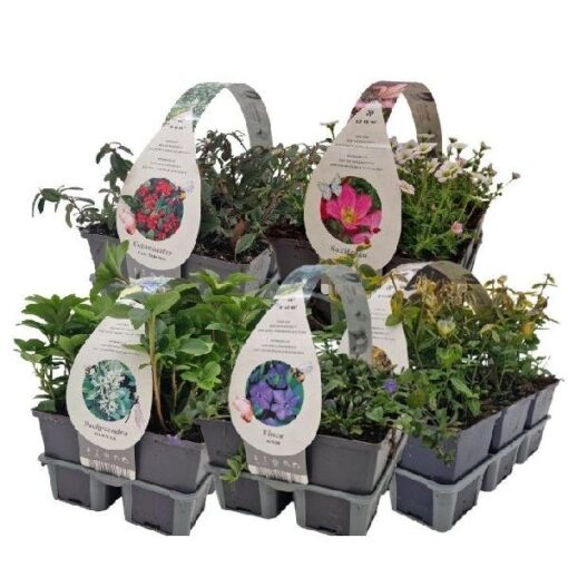 Geranium sanguineum 6-pack