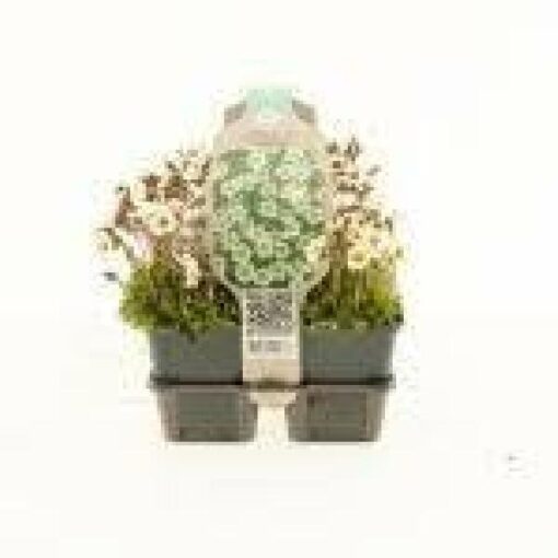 Saxifraga arendsii 'Pixie White' 6-pack