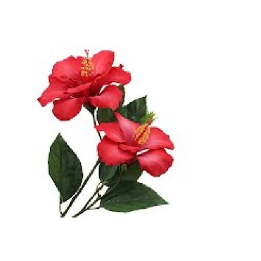 Hibiscus rood 65cm prijs per stuk