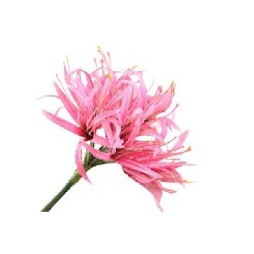 Nerine Pink Silk 85cm prijs per stuk