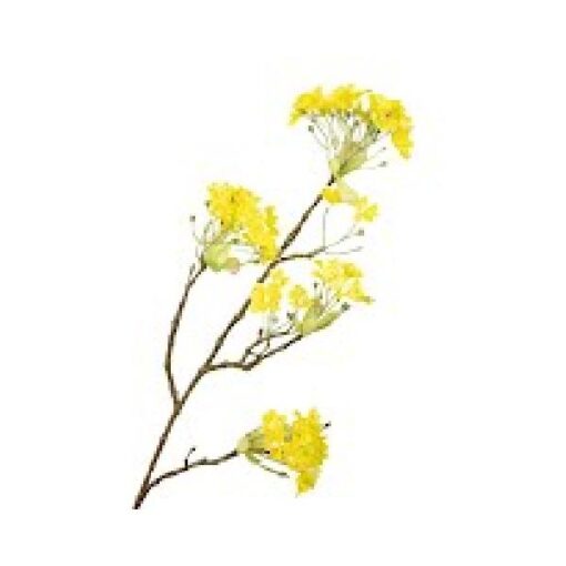 Prunus Blossom Yellow prijs per stuk
