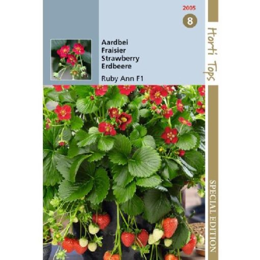 HT Aardbeien Ruby Ann F1 (hangaardbei)