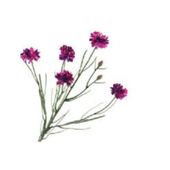 Centaurea Cyanus Magenta zijde, per stuk