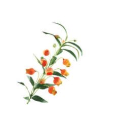 Sandersonia oranje zijde, per stuk