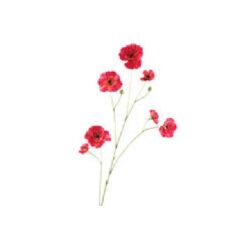 Zinnia roze zijde, per stuk
