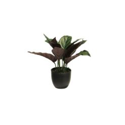 Zijde Calathea sunshine in potgroen 25cm
