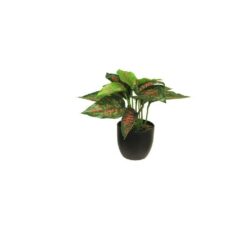 Zijde Caladium sunshine rood/groen 23cm