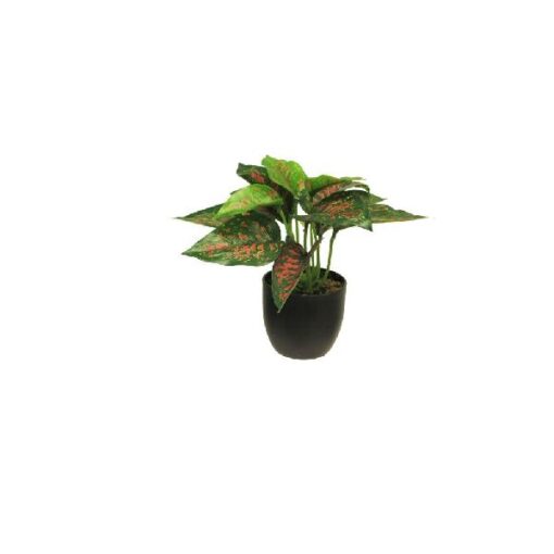 Zijde Caladium sunshine rood/groen 23cm