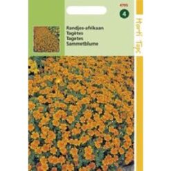 HT Tagetes Randjes-afrikaan Orange