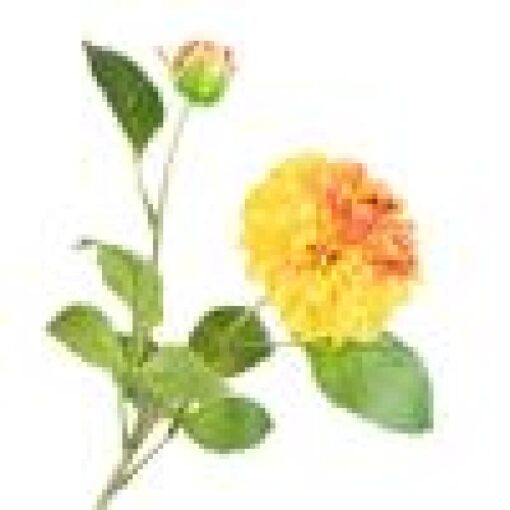 Dahlia Yellow Orange 60cm Zijde per stuk