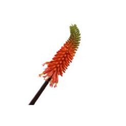 Knipfolia Orange 100cm Zijde per stuk