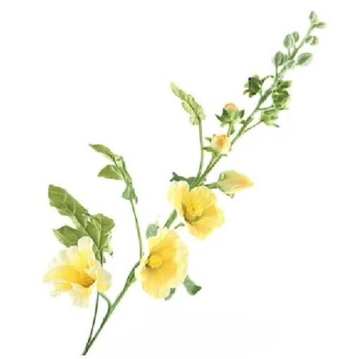 Alcea Large Yellow Zijde per stuk