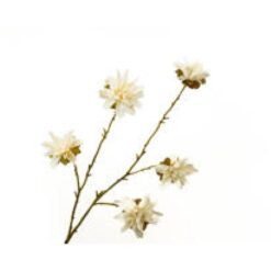 Zinnia Cream 105cm Zijde per stuk